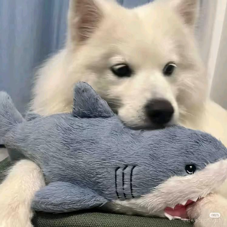 小᳐叶大王᳐੭