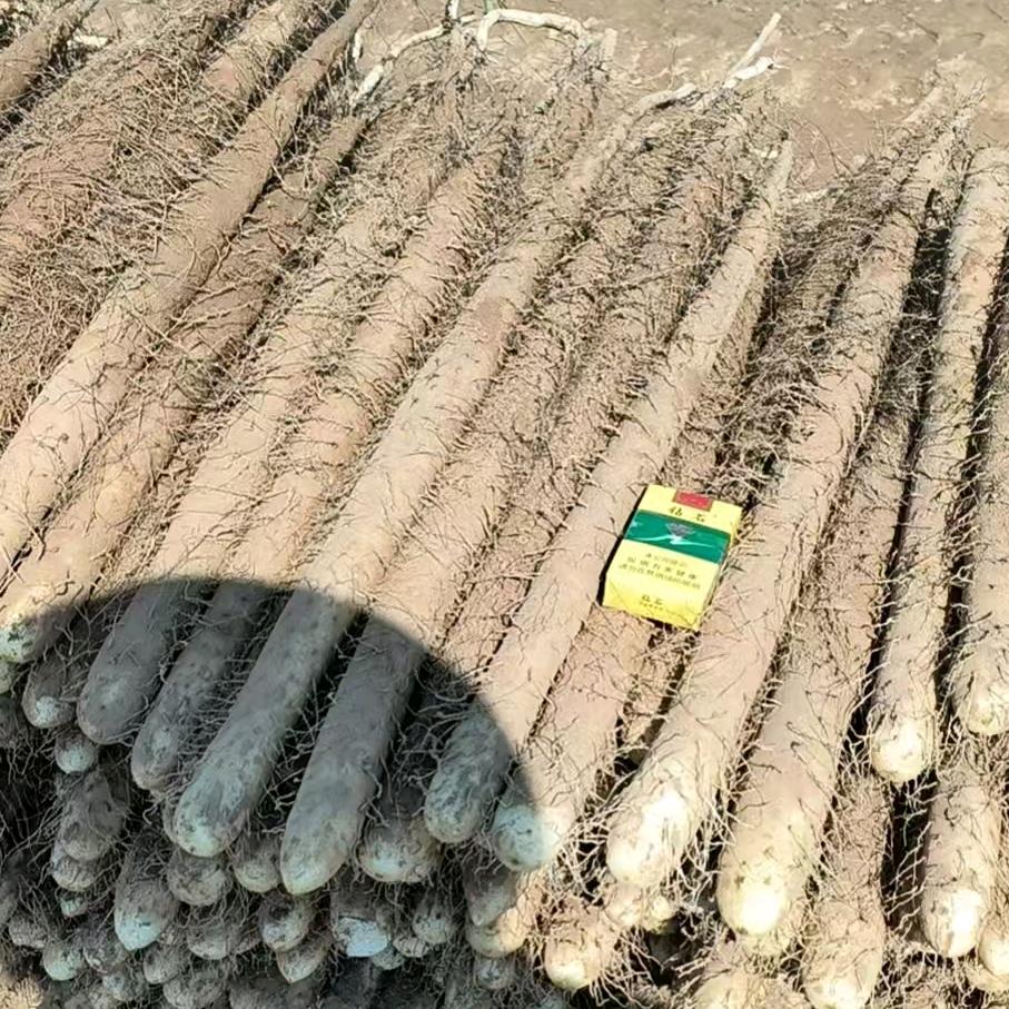 齐艳军—山药产地，代收，代发全国