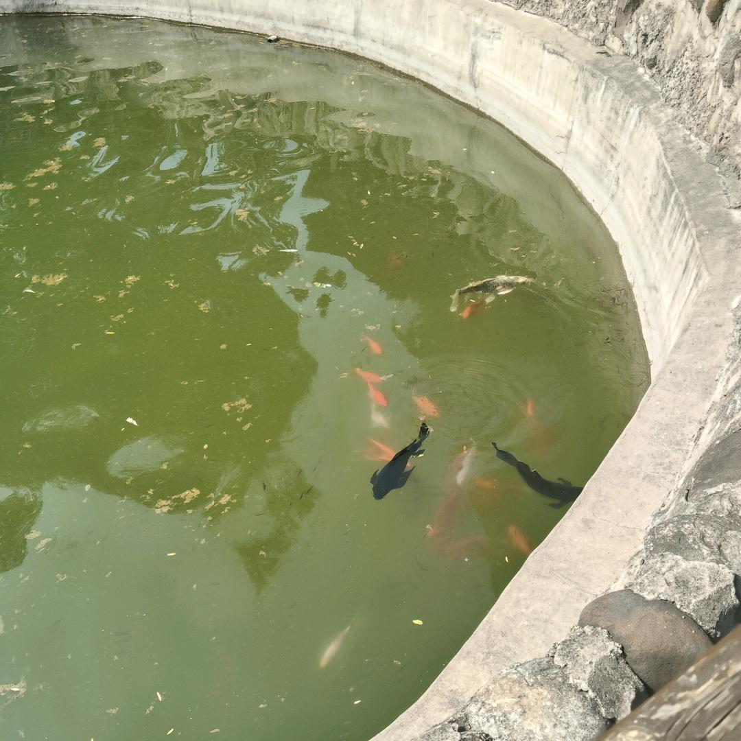 张武