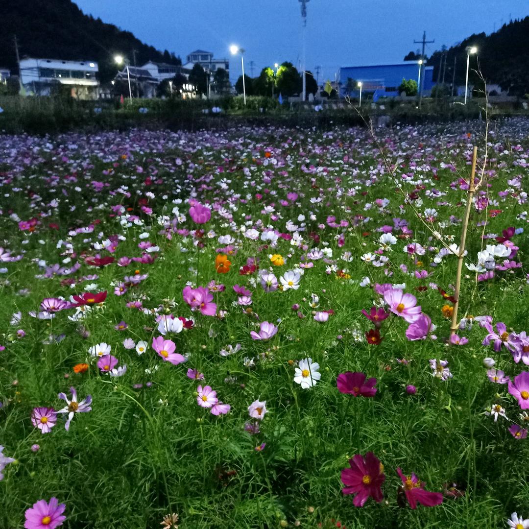 岁月静好。