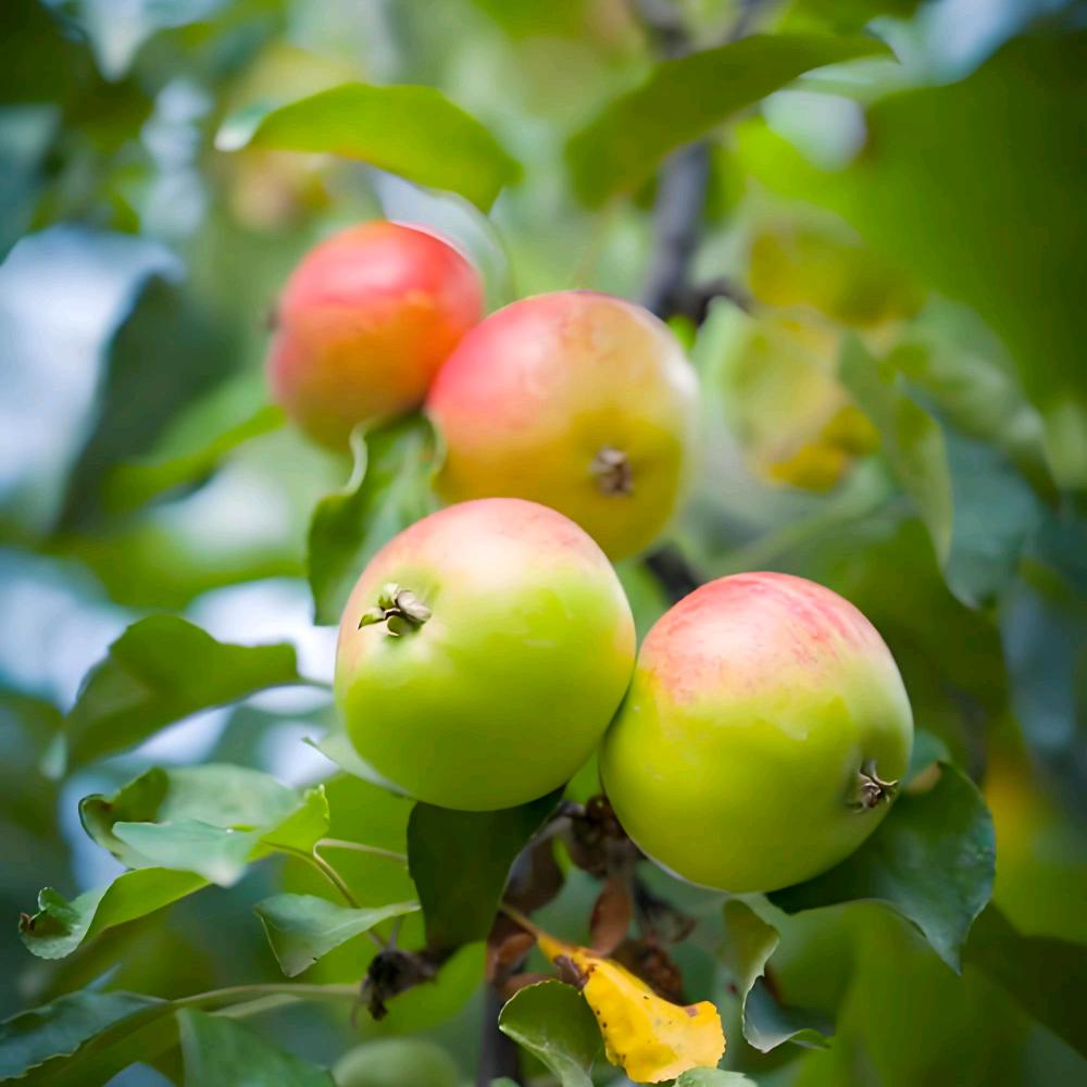 🍎种地老翁🌙