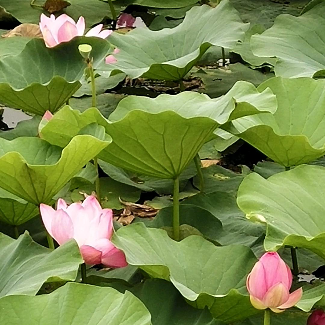 你是我的明天
