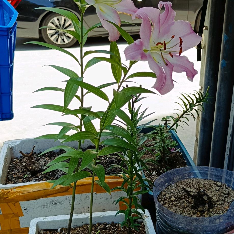 三步做两步