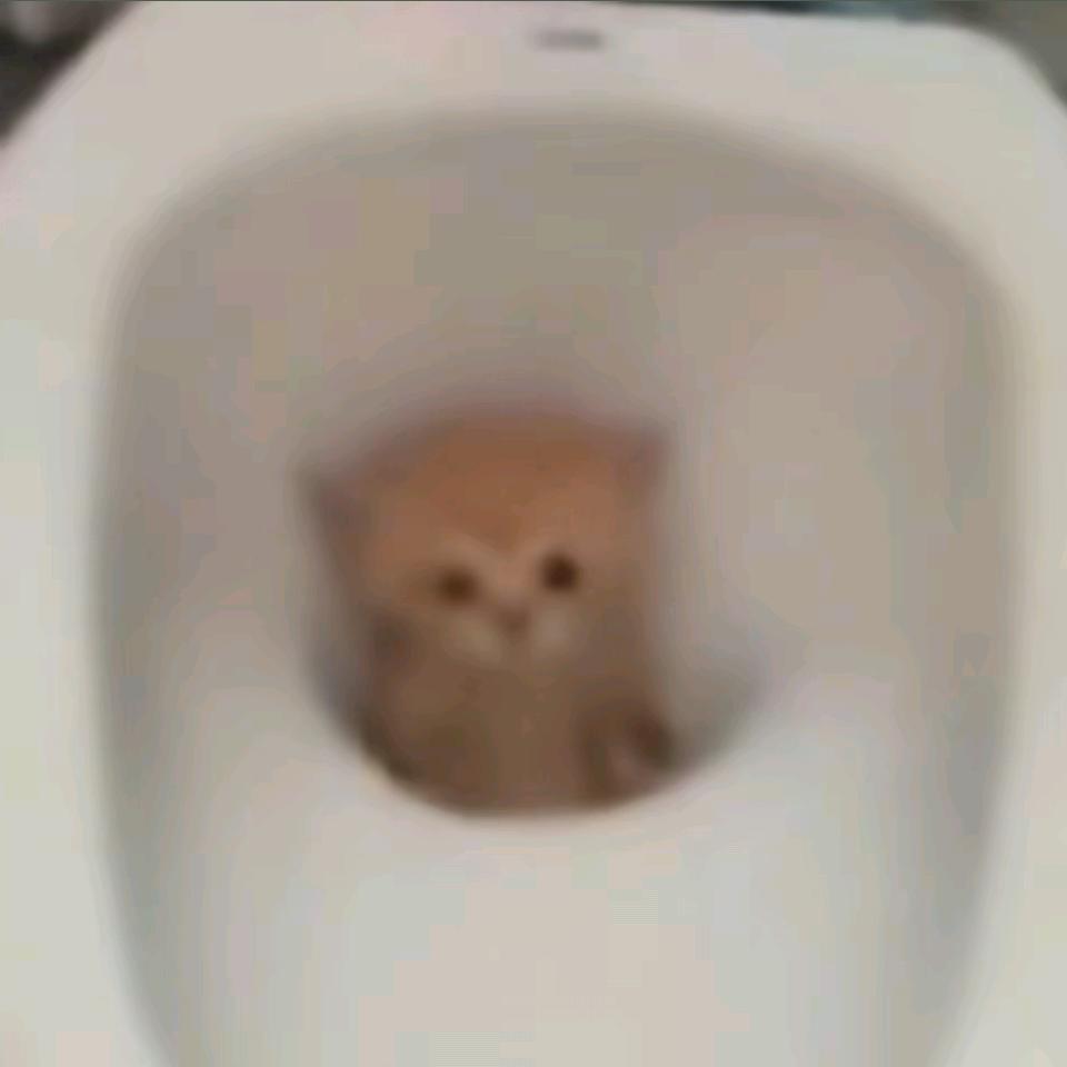 鱼圆🐟