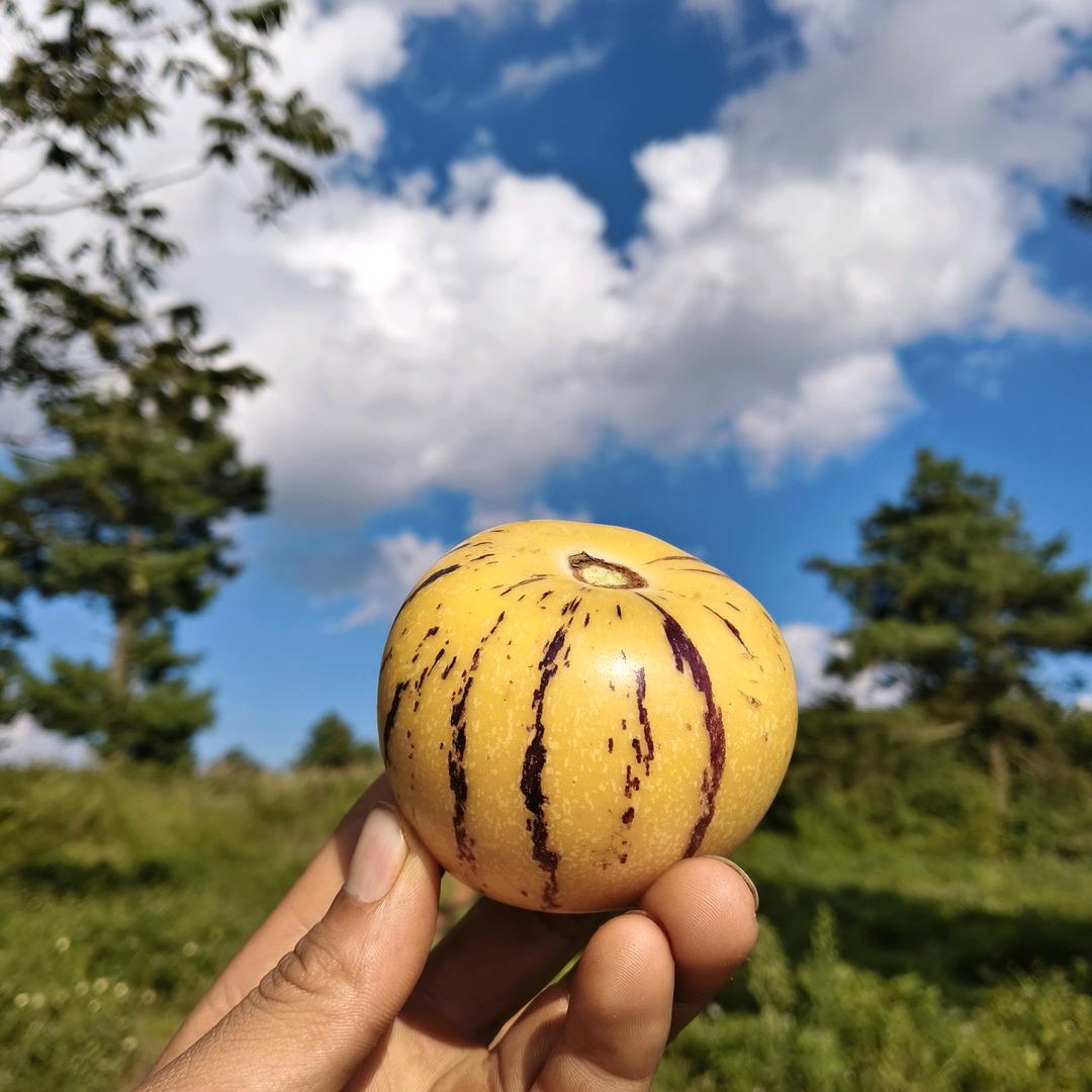 云南产地生鲜一件代发