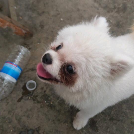 [红太狼]要嫁就嫁灰太狼