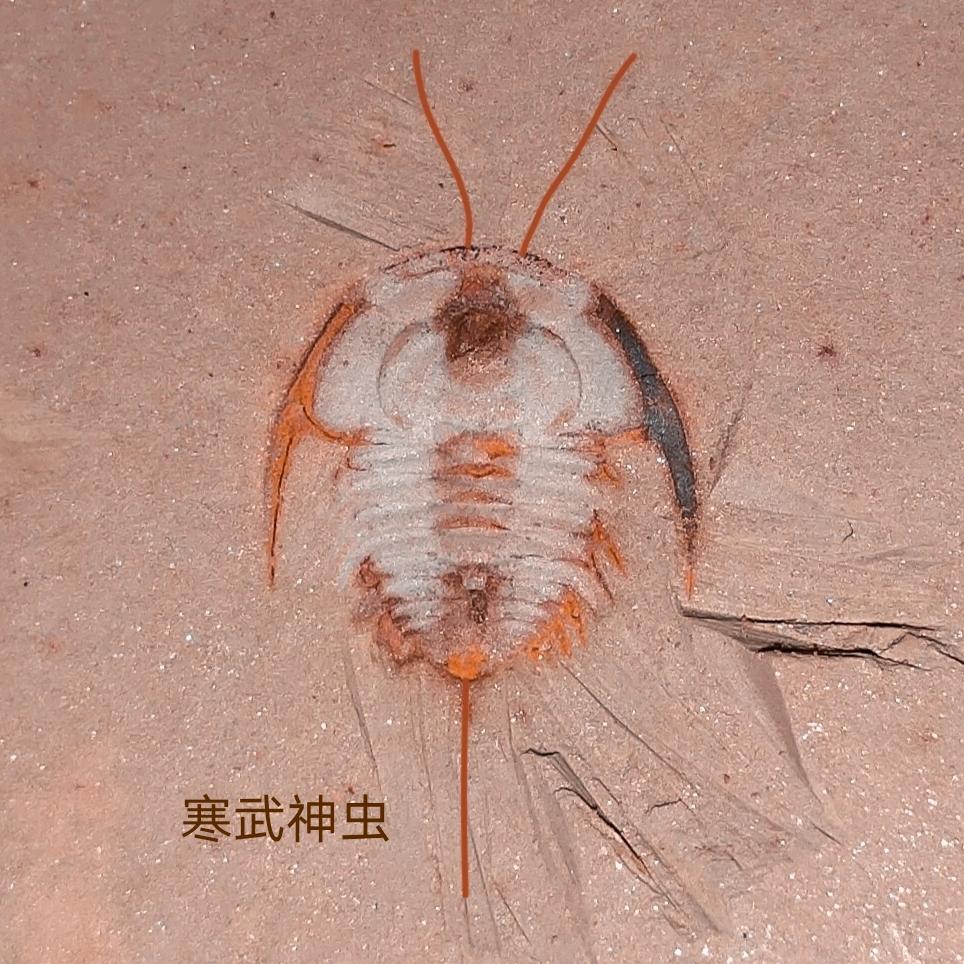 寒武神虫科普店