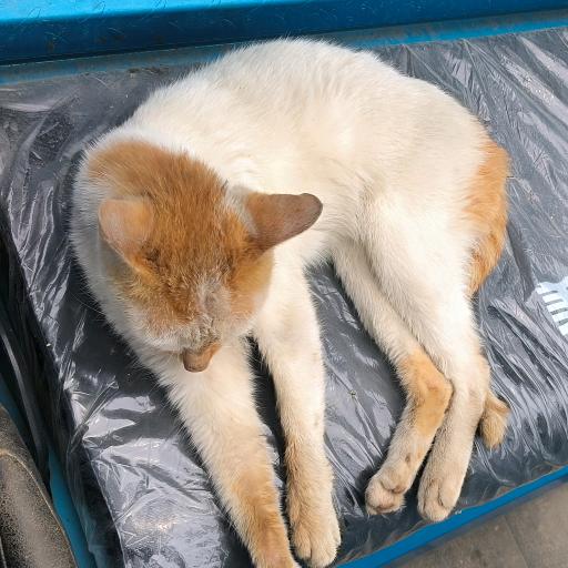 🌈🐷每天都很呆（不知所踪版）🐷🌈