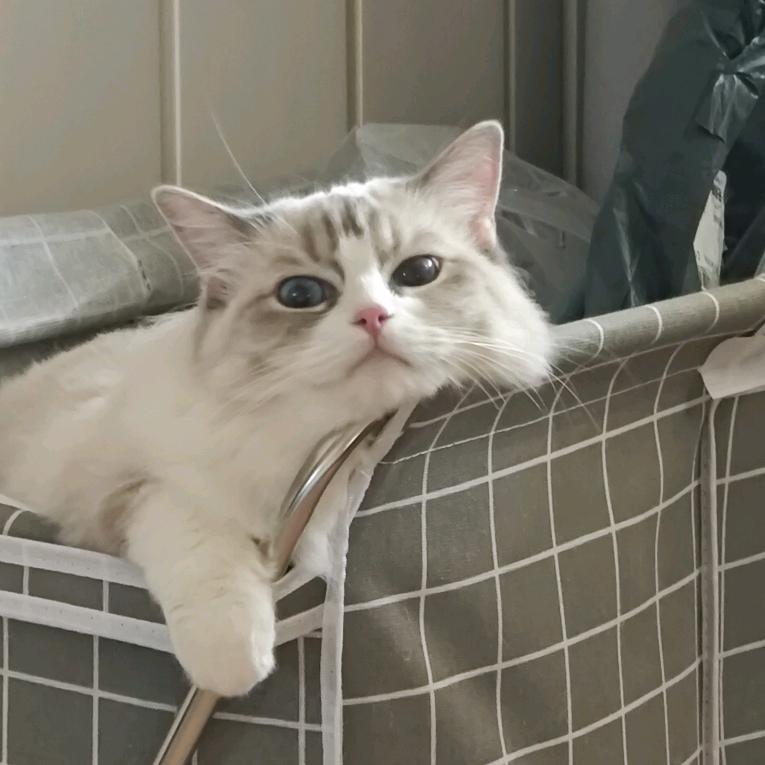 咱家猪笑了