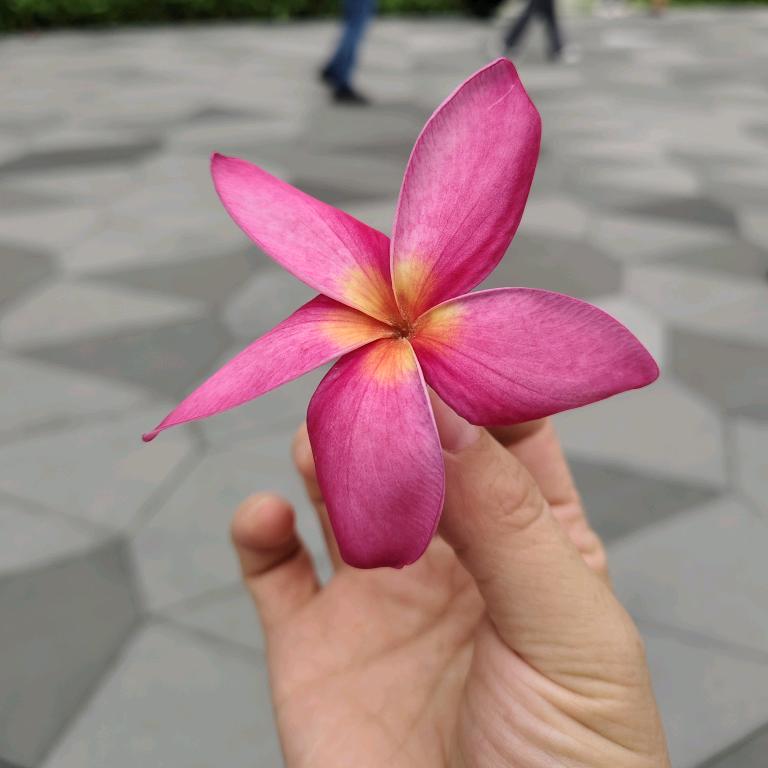 赛