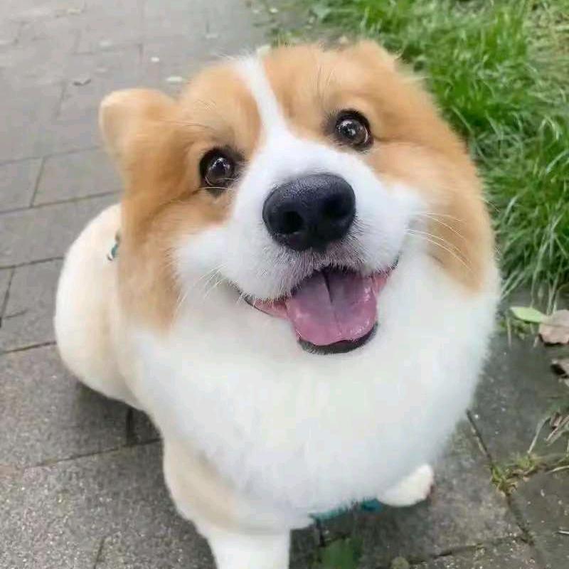 阿鑫宠物批发供应