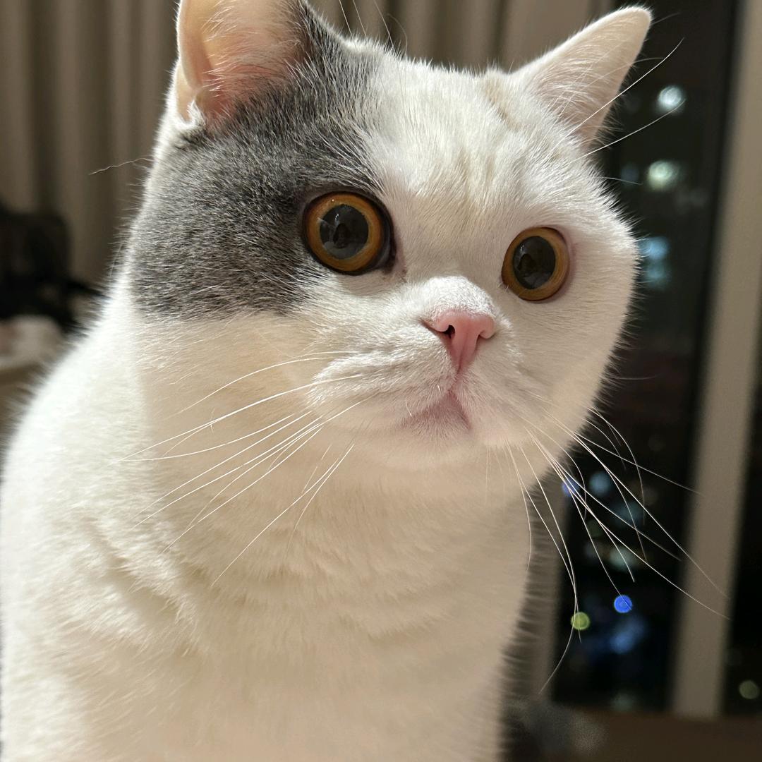 小豆包拉屎庞臭