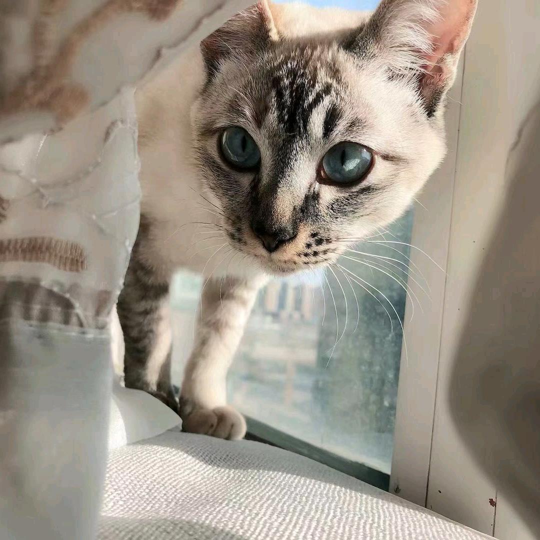 泡沫麻麻