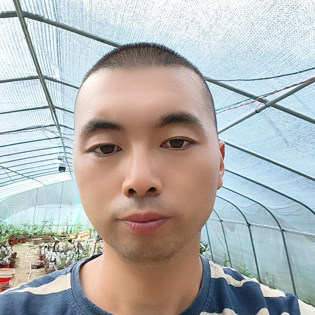 晓波老鸭柿金弹子
