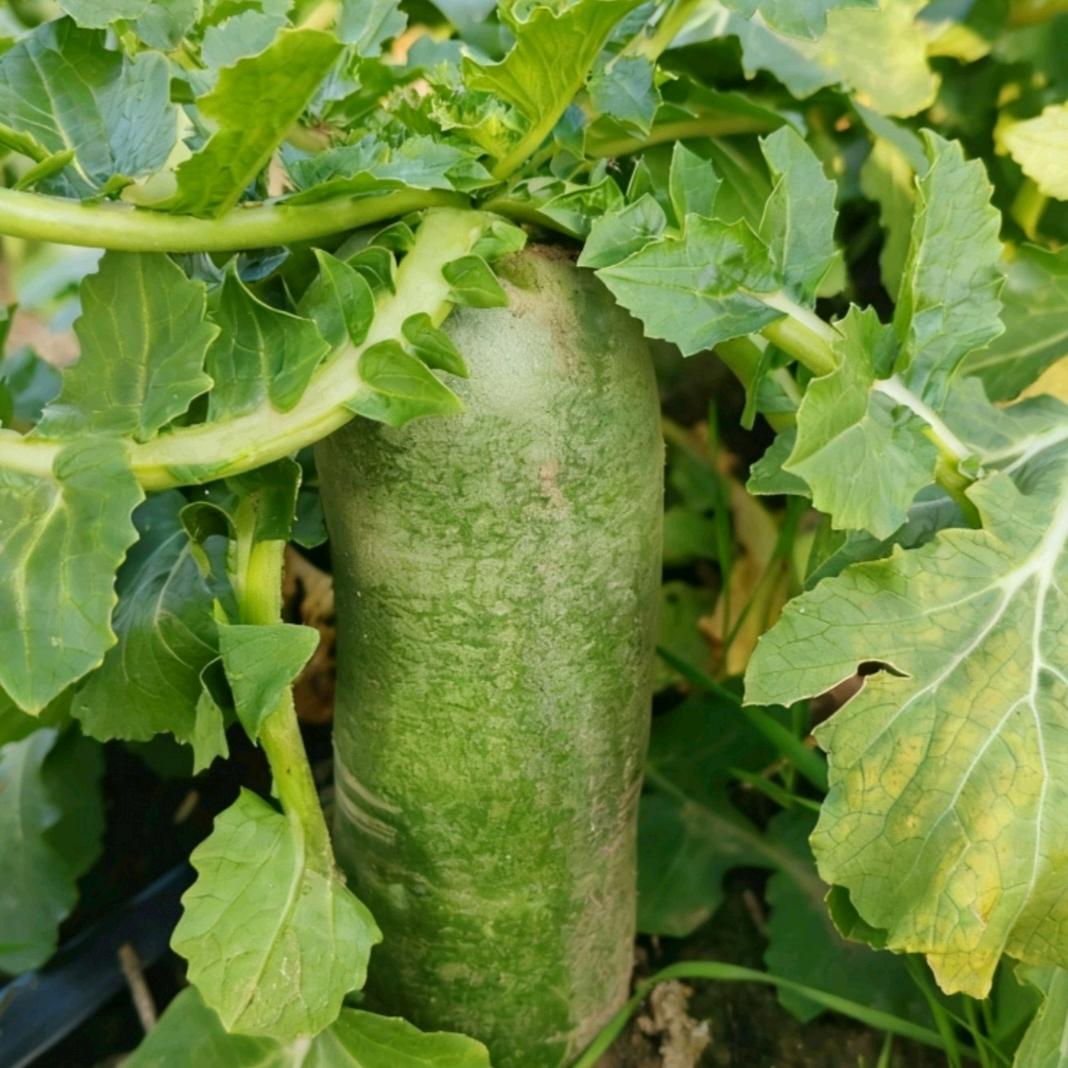 老刘家潍县萝卜