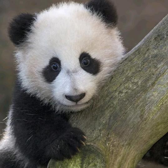 小豆丁3⃣️6⃣️8⃣️