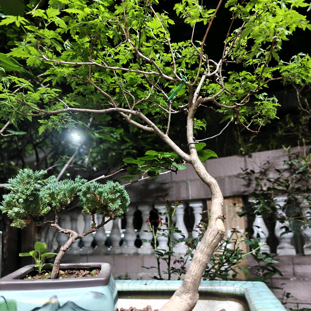 草蜢