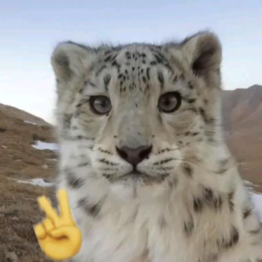 喜鹊说乌鸦不是好鸟