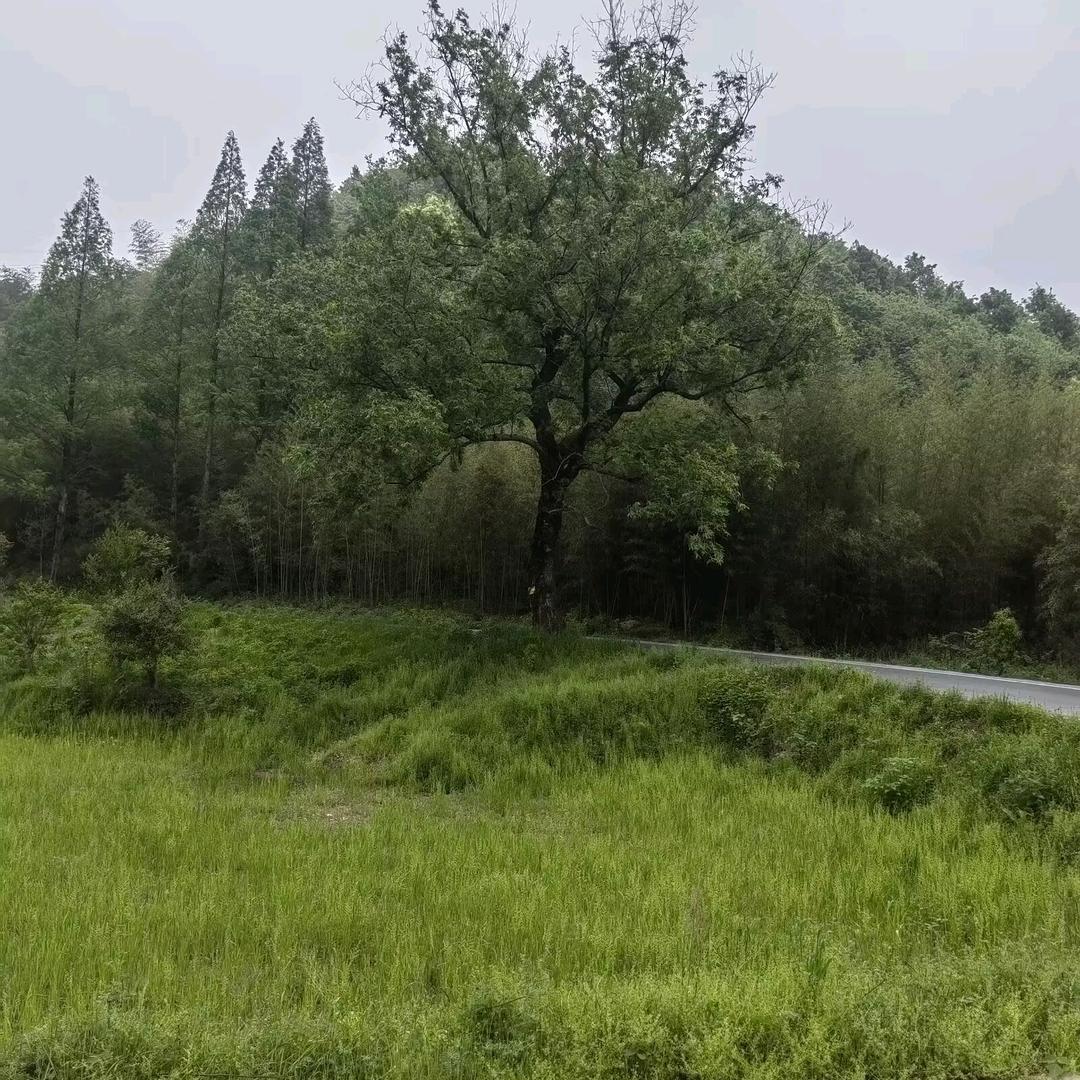 东青