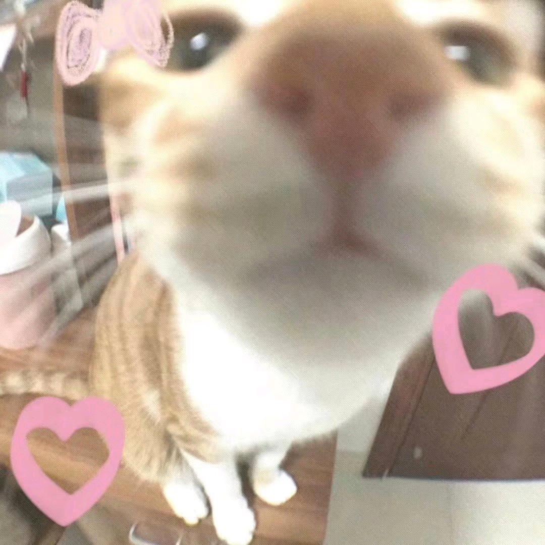 红烧狮子头🦁