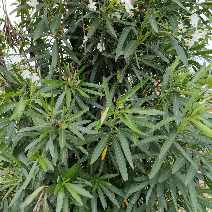 沫沫顾