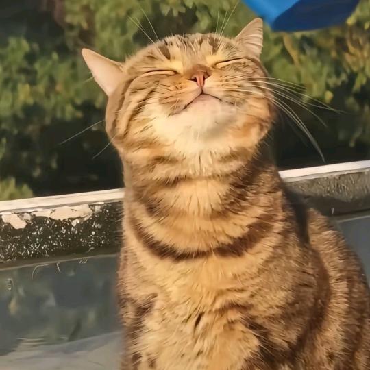 香漫工坊◔.̮◔✧