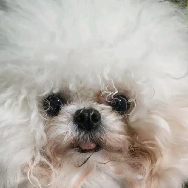 小海门博美柯基&比熊犬舍