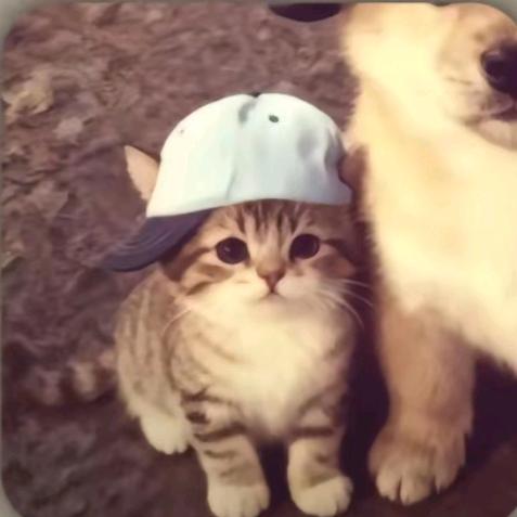 ʕ̯•͡˔•̯᷅ʔ