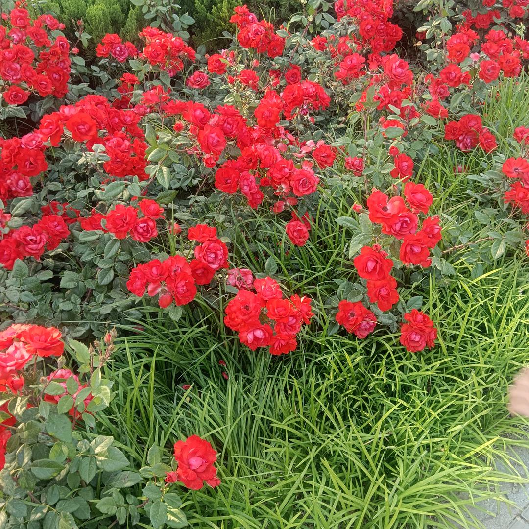 小玲（新建业台铃店）