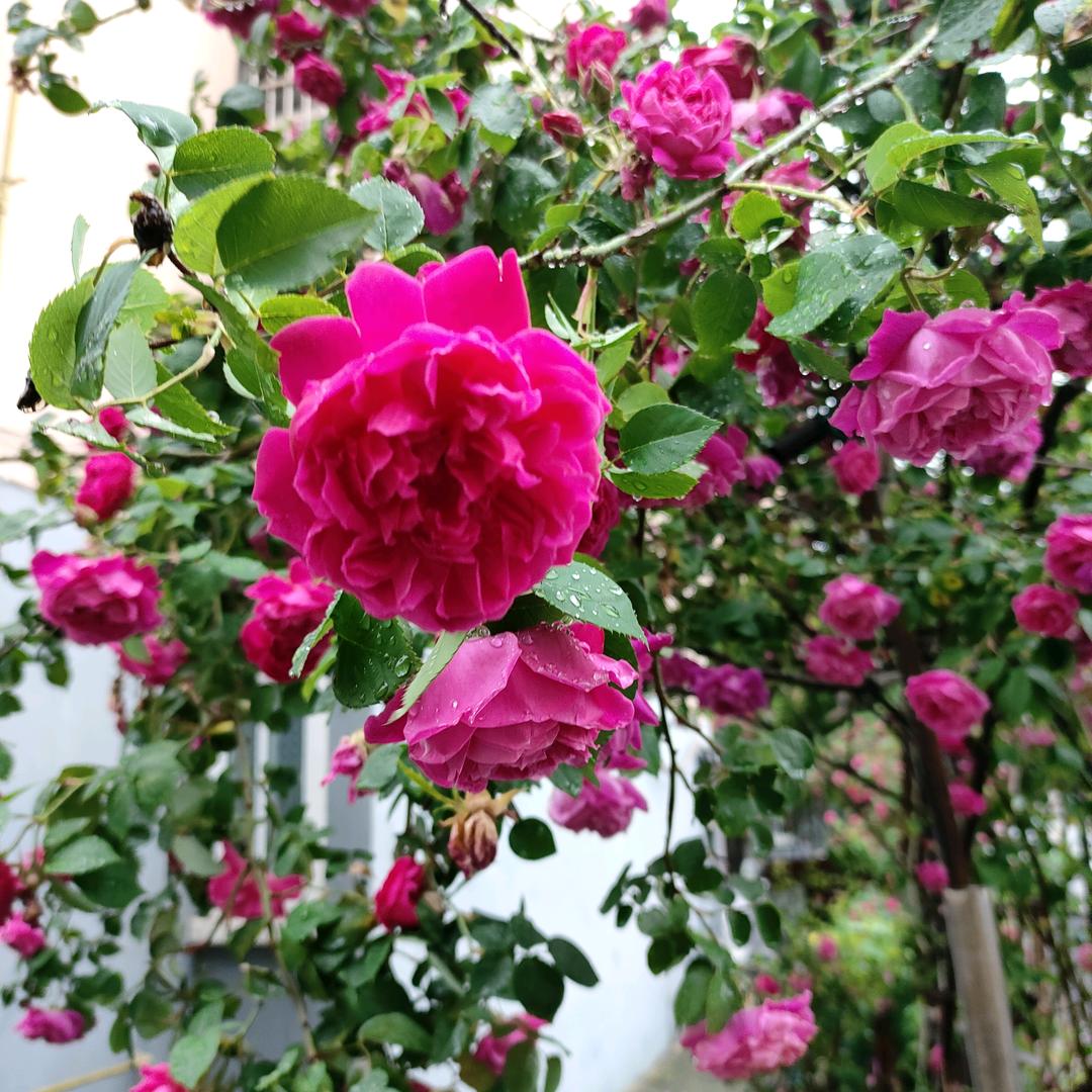 珍惜🌷