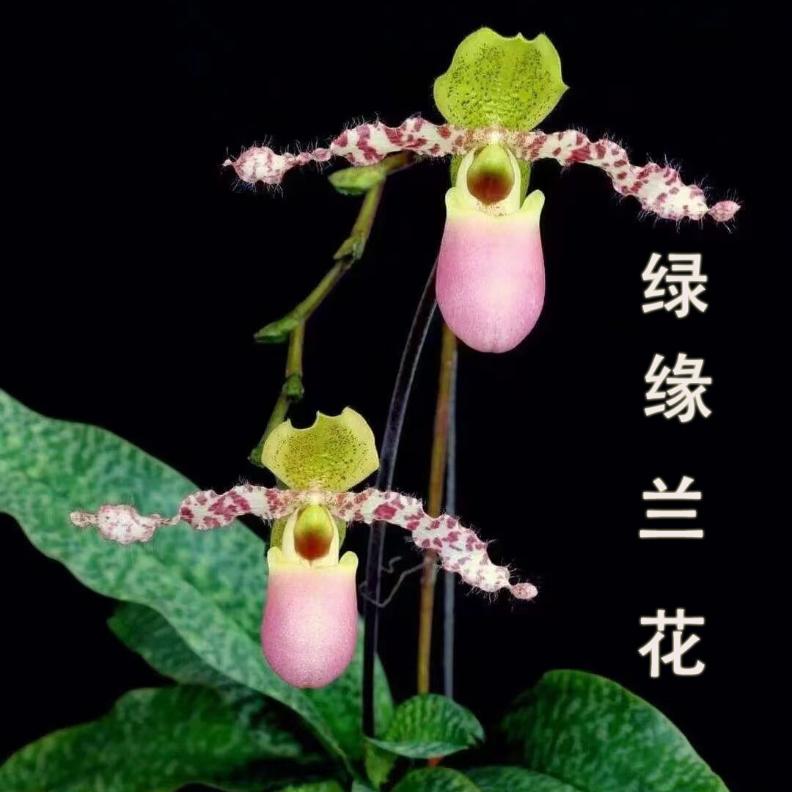 绿缘兰花