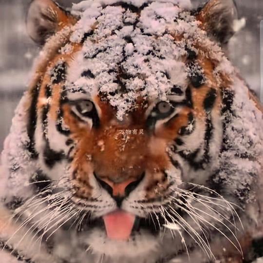 🐯🐯憨憨鲁🐯🐯