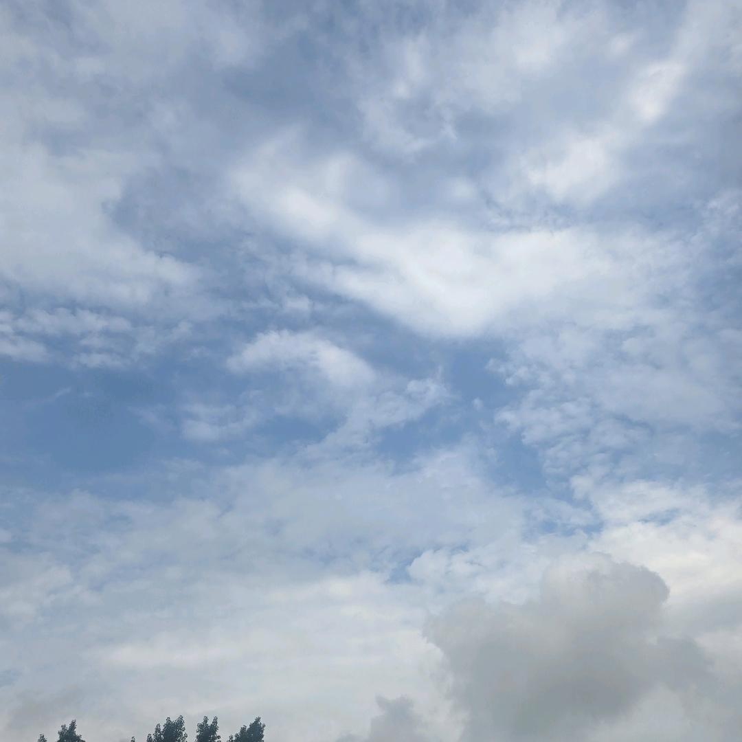 济南白桥大青稞蒜种-刚哥