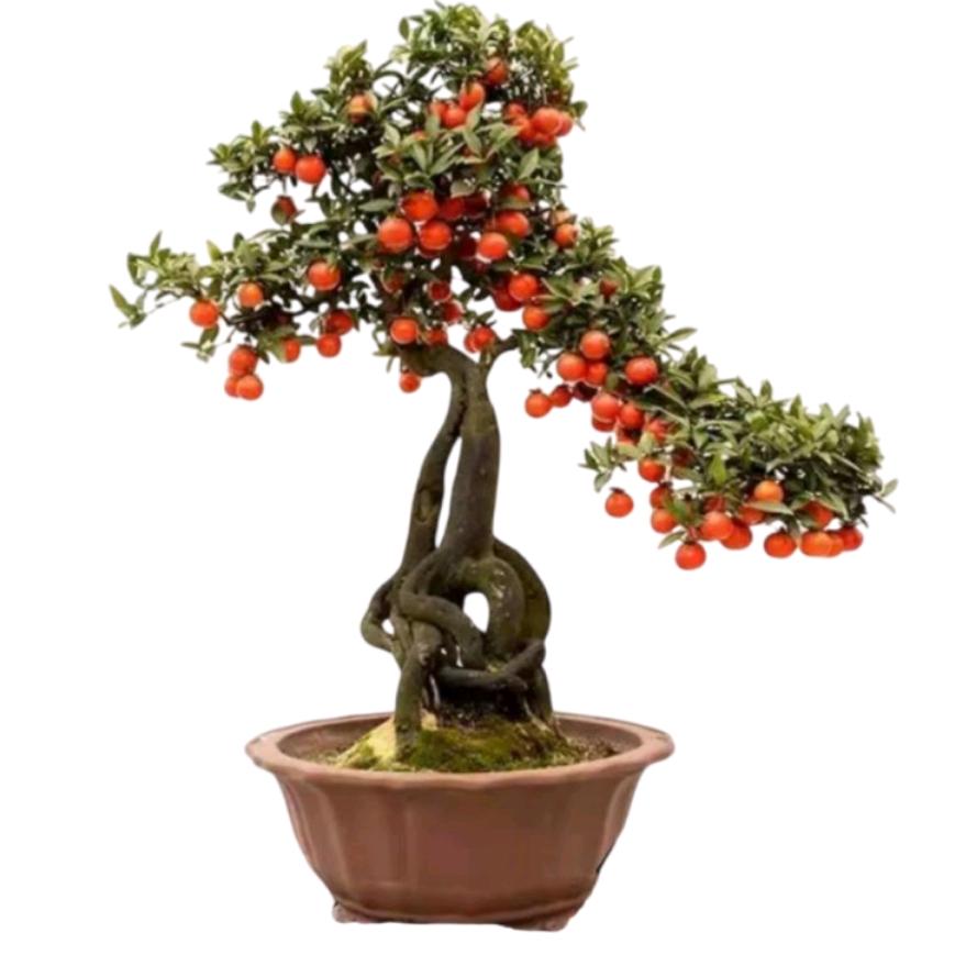 亦睿金弹子盆景