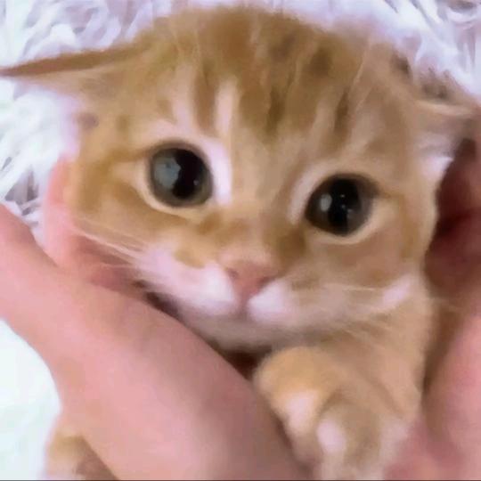 萩萩