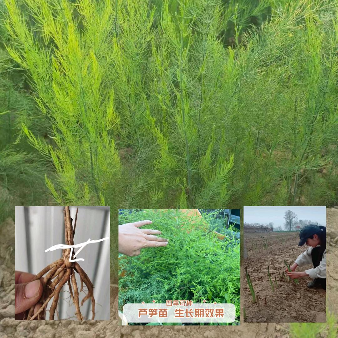 曹县芦笋苗