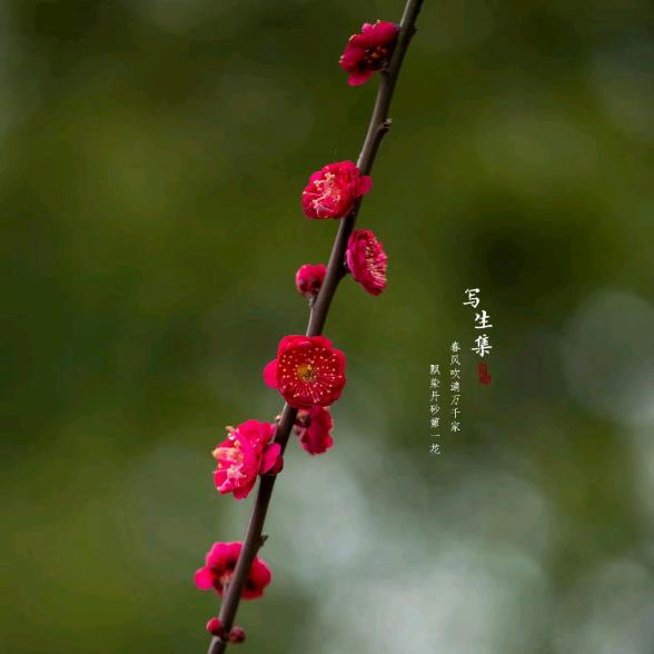 秋枝蔓花卉的头像