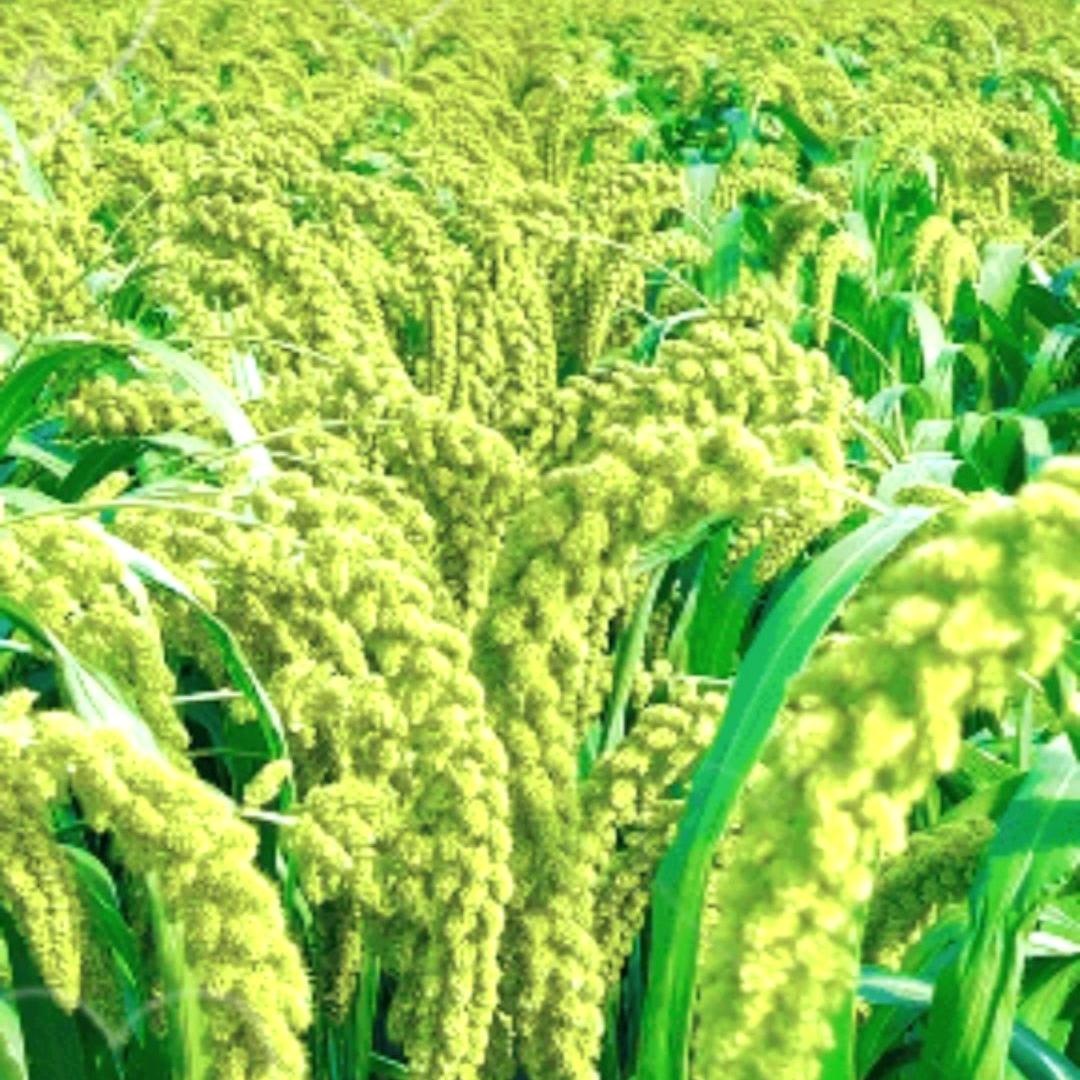 华芝