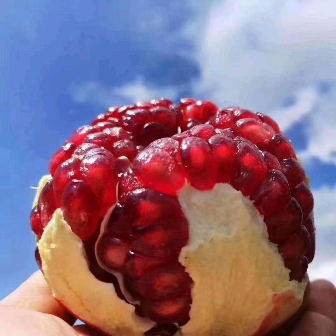 软籽石榴种植户（小陈）