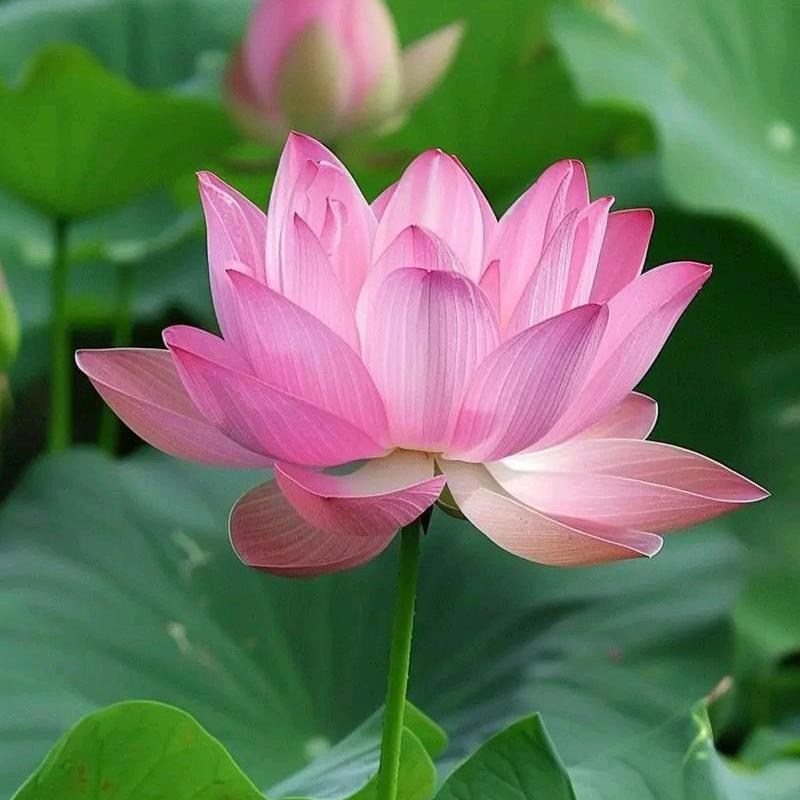 绣缋纷纶衣饰集