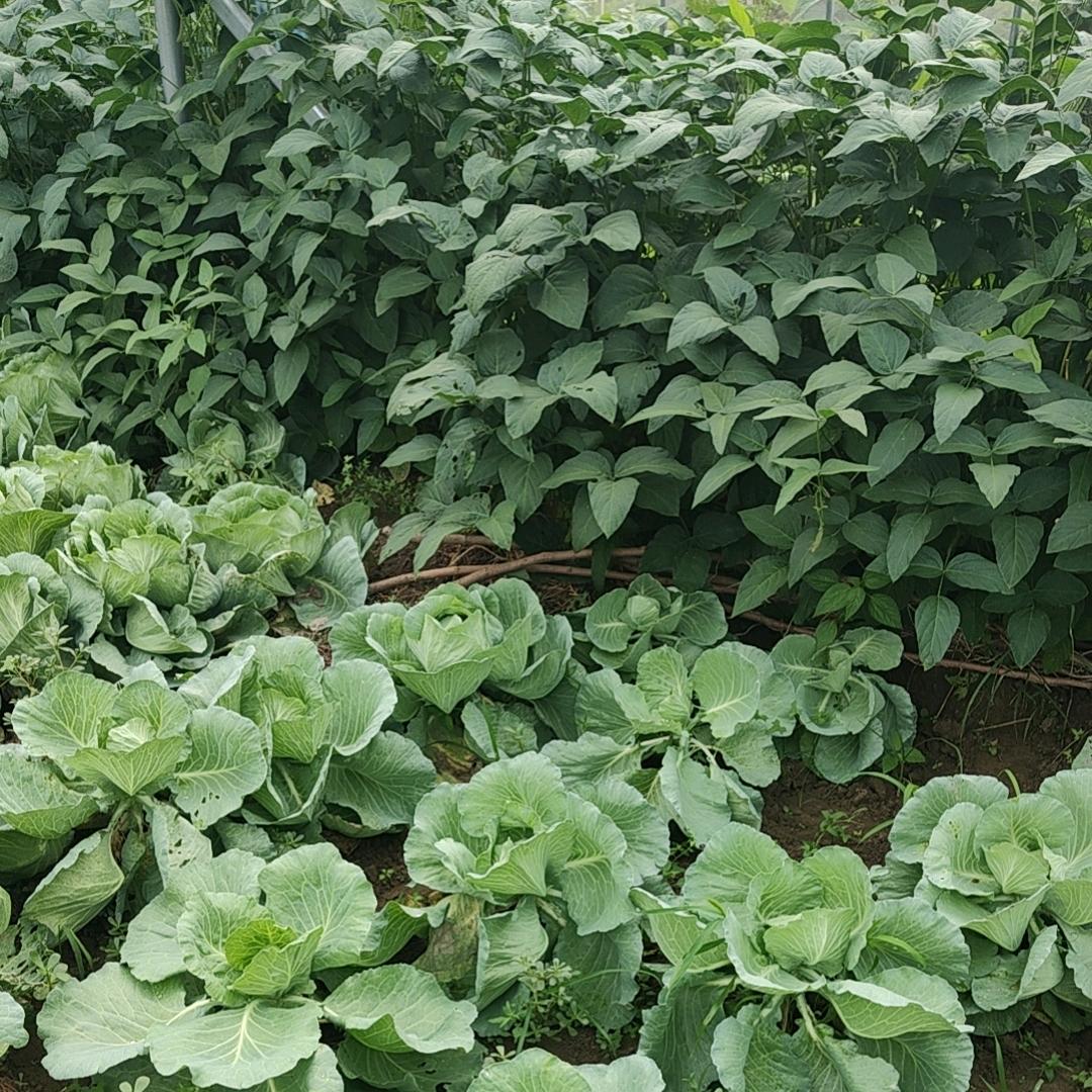 南大红门公寓房屋出租