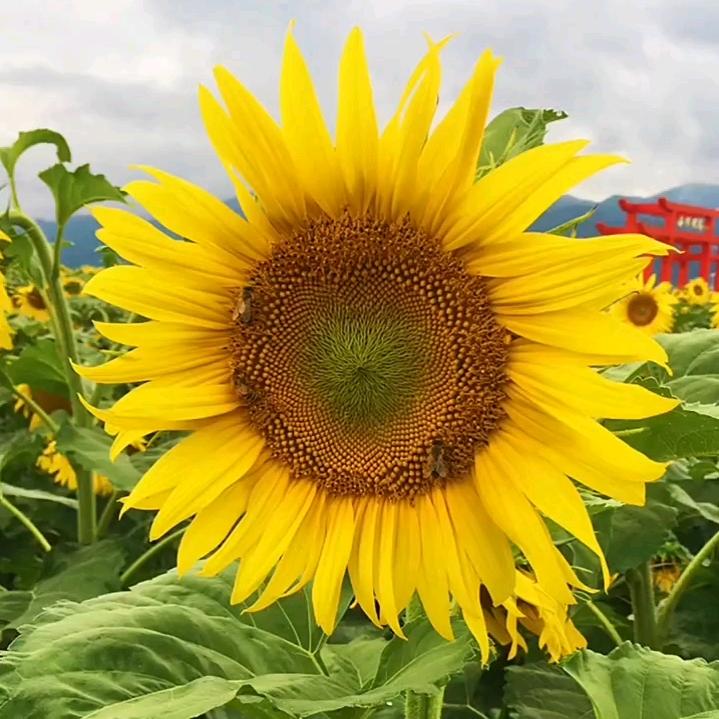 向日葵旅行社🌻至康养生