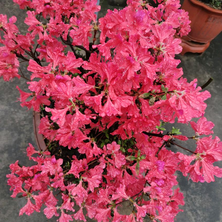 六安伟星鲍鲍鱼