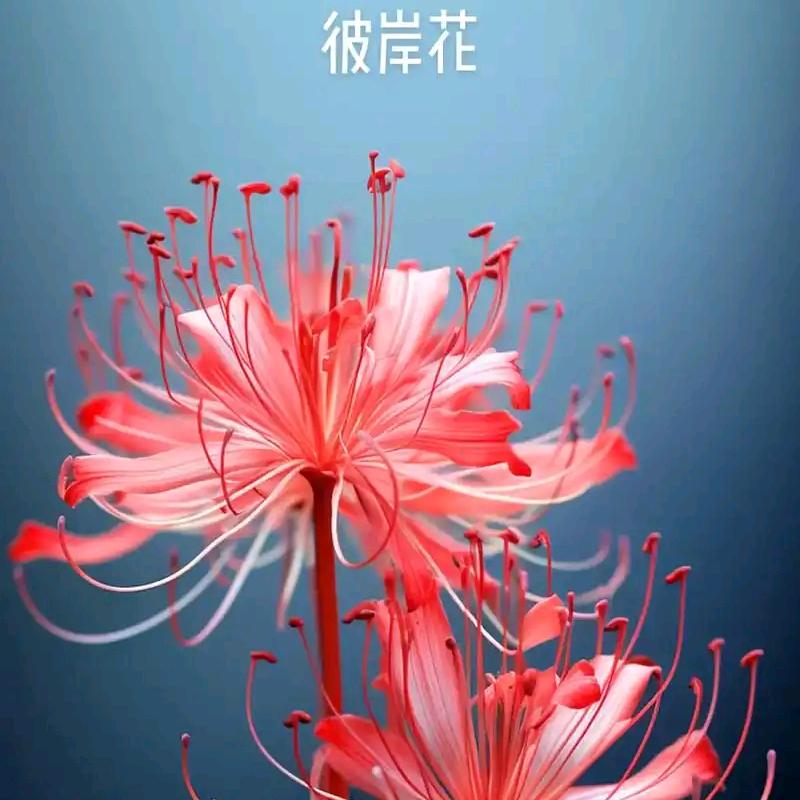 ღ᭄彼岸花꧔ꦿ᭄