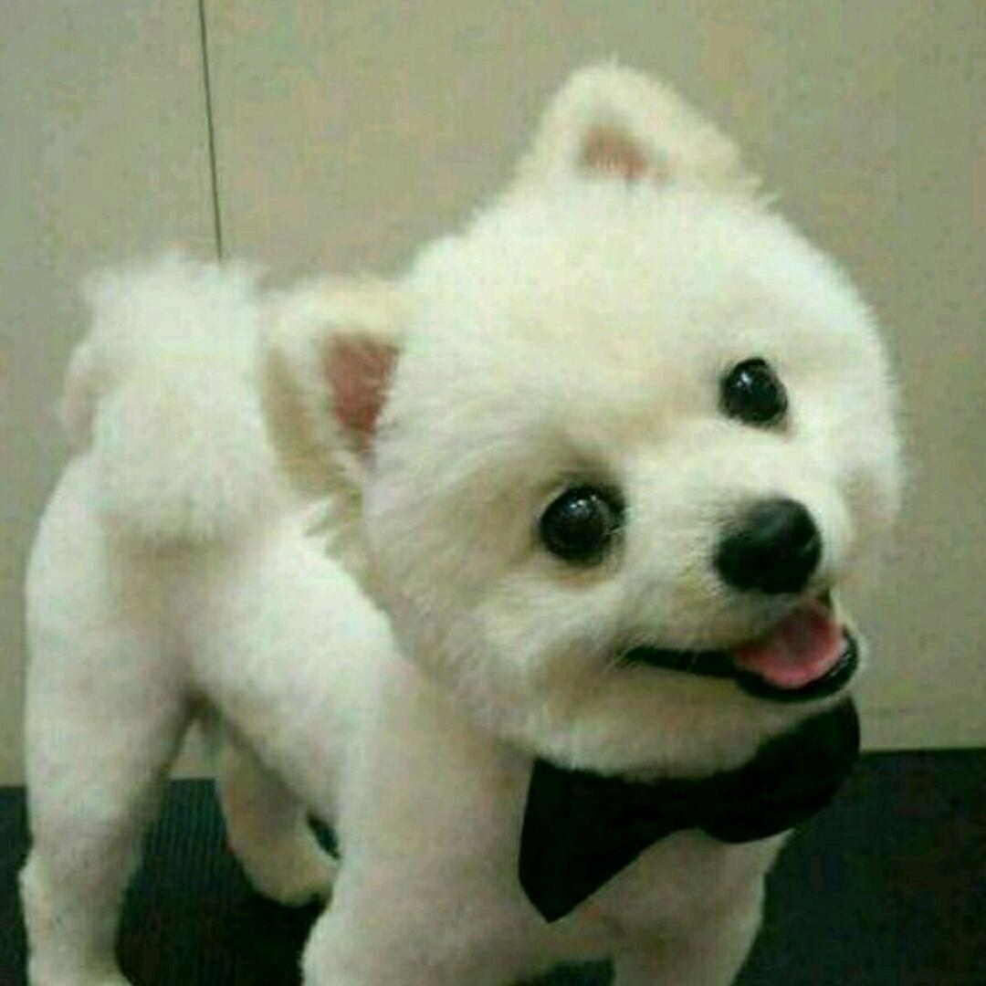 小汪