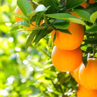 深山百花土蜂蜜