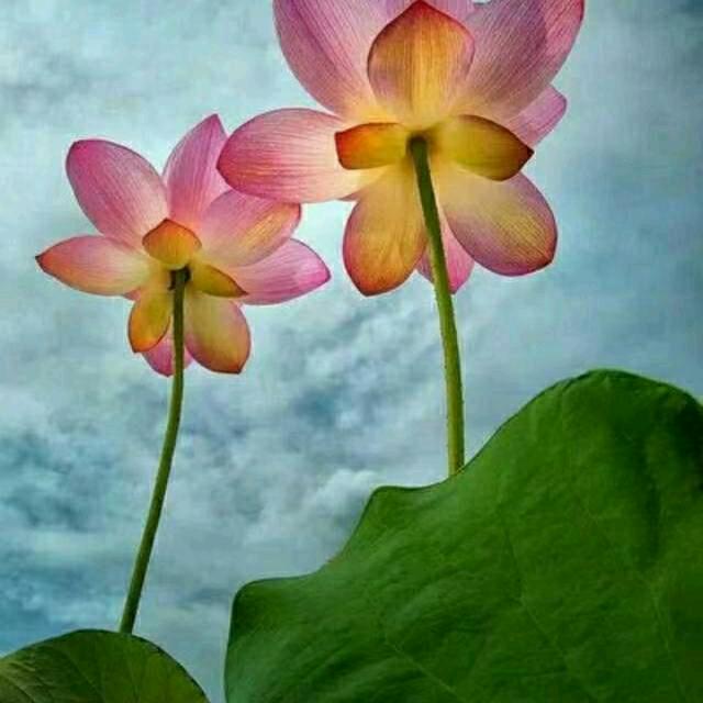 王森