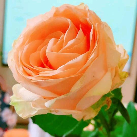 花开好美  （宝奶奶聊天）