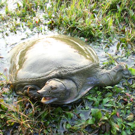 生态甲鱼养殖场