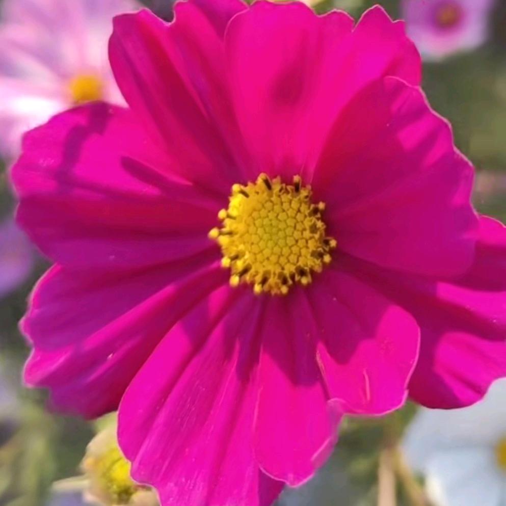 送你小红花